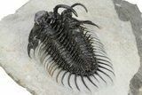 Spiny Comura Trilobite - Very Large Specimen #245918-4